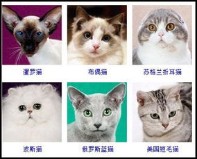 求图片中是哪两种品种的猫 应该是两种不一样的吧 