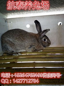内蒙古野兔养殖前景 内蒙野兔养殖合作社 野兔养殖效益分析报告 