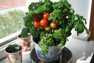 盆栽种菜常见10大问题,种植盆栽的化肥能种菜吗？