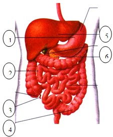 消化 系统中,不与食品接触的器官是 咽 胰腺 