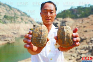 30多只小乌龟集体死亡 疑人为放生 水土不服 