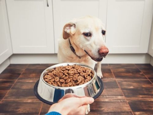 狗狗食欲太差是怎么回事,如何增加狗狗食欲