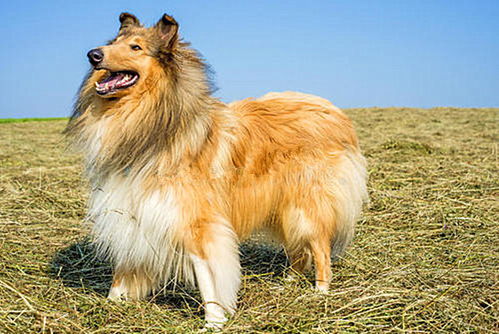 纯种犬 血统犬 赛级犬 冠军犬有啥区别 算是从青铜到王者吧 