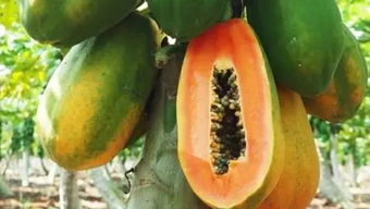 木瓜采摘时间和收获季节,木瓜的收获季节是什么时候？