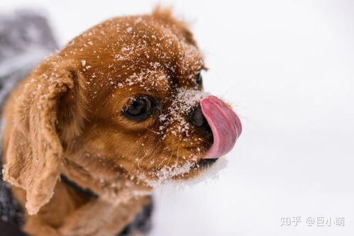 狗狗怕冷吗 狗狗能承受的低温大概是多少度 