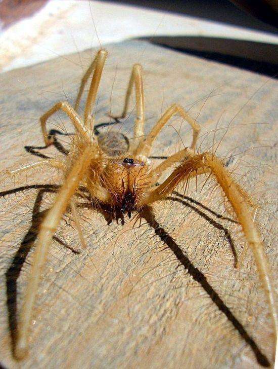 吓人蜘蛛真实图片
