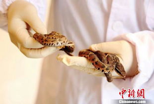 浙江地区首次出口活蛇至日本 总额达1.14万美金 