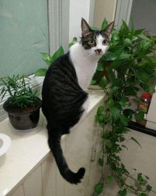 猫与盆栽不可共存 如何预防家中猫咪破坏植物 