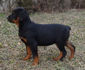 谁能传个三个月大的罗威纳犬的图片,在说说体重有多重