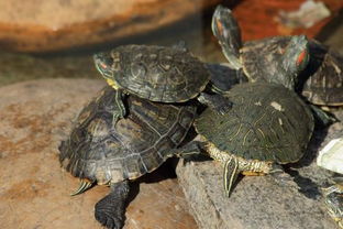 5元的小乌龟能活多久 小乌龟眼中的世界