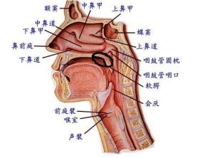 口腔上颚靠后一点的位置 