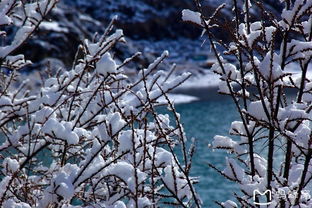 冬与春的相恋,雪与桃的邂逅 林芝桃花