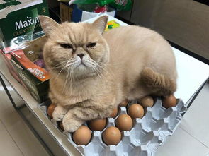 主人买了一盒鸡蛋,没想到猫咪看到后...