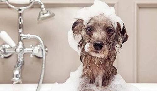 你家泰迪狗狗讨厌洗澡吗 学会这几招让狗狗乖乖进浴室