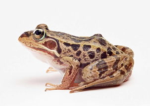 青蛙动物世界蜻蛙摄影高清动物图片素材 模板下载 1.34MB 其他大全 其他 