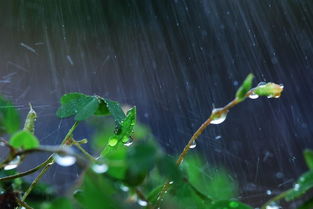关于夏天和秋天有雨的诗句有哪些
