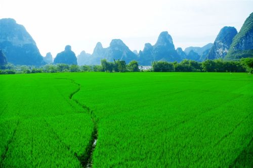 夏天的尾巴 绿油油的稻田