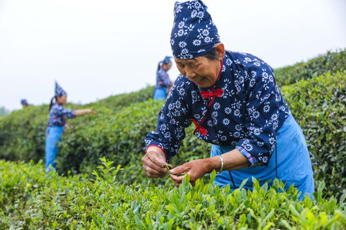 自己采摘炒制谷雨茶新闻