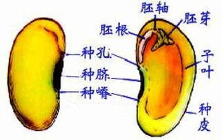 大豆双子叶植物结构图 图片欣赏中心 急不急图文 Jpjww Com