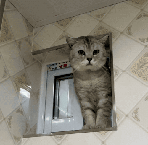 猫咪为什么喜欢偷看你洗澡 真相竟是...