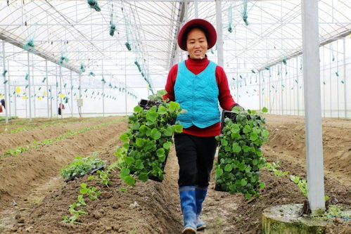 榕江 反季节瓜果苗种植忙