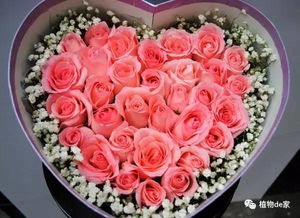 送十一朵粉玫瑰的含义 粉玫瑰不能随便送人