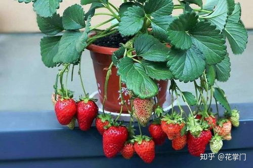 盆栽草莓怎么养,草莓在花盆里怎么养啊？应该注意些什么？