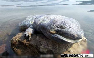 河北承德水库现罕见巨型娃娃鱼尸体 身长约50厘米 