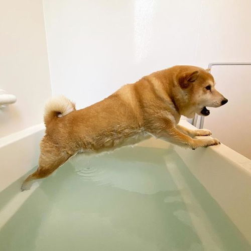 网友给狗子洗澡,狗明明还没有碰到水,却做出一系列搞笑的反应