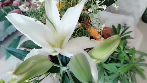 百合花的花语和寓意象征着什么意思,白色百合的花语和寓意