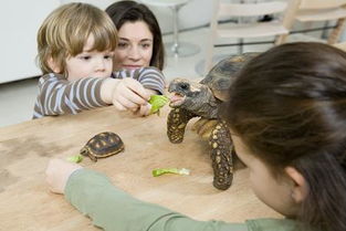 一般家庭饲养的陆龟有哪些品种？