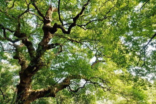 香樟树的生长周期是多长时间,樟树寿命？
