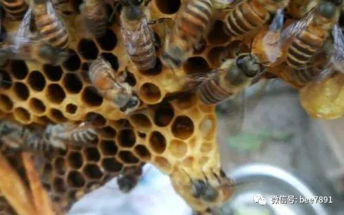蜂蜡是什么蜜蜂(什么是蜂蜡)