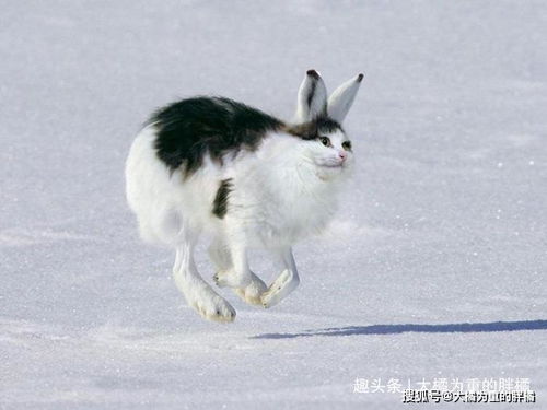 猫咪 熊猫又咋了, 熊猫也有猫字 我也是猫, 咋就不能吃