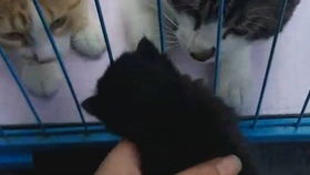 二个月小黑猫战胜猫瘟变身傻猫的平凡故事