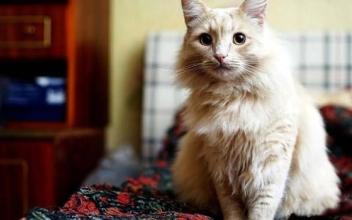 猫咪经常在床上 乱尿 ,是什么原因导致