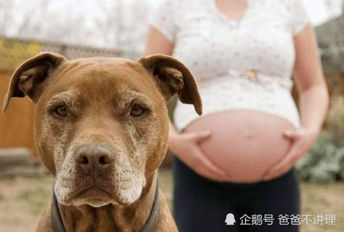 孕妇被狗抓伤无奈流产,网友呼吁禁狗令,真的有必要流产吗
