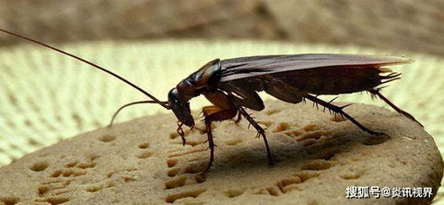 如何消灭蟑螂 为什么蟑螂不能踩死