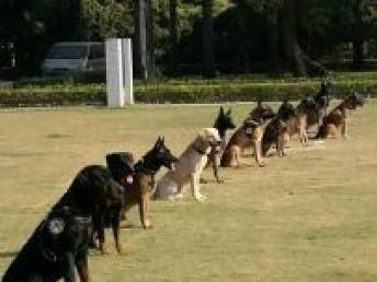图 振升训犬基地常年接受犬训练寄养出售 深圳宠物服务 