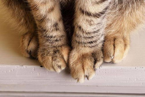如何保持猫爪干净 注意啦 别让脏污的爪子毁了猫咪的健康