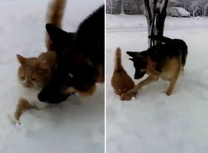 加拿大一恶狗欺负小猫 将其脸摁进雪地