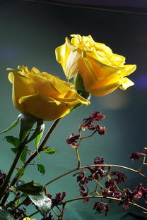 黄玫瑰是送给死人的吗,祭拜用什么花？