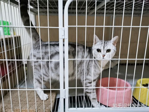 猫咪怀孕生产过程记录 美短英短宝宝两位孕妈 