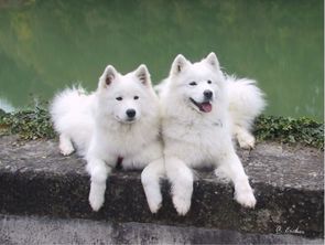 萨摩耶犬 西伯利亚犬种 搜狗百科 
