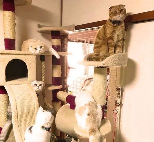 猫爬架和猫抓板对猫居然那么重要,要正确选择猫抓板和猫爬架
