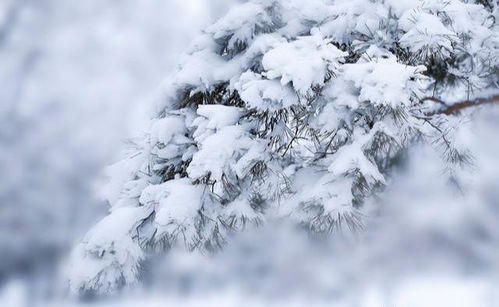 九月二十五立冬,今冬究竟会有多少雨雪 超过往年吗