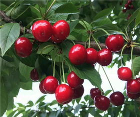 今年大樱桃树苗一亩地种植多少苗