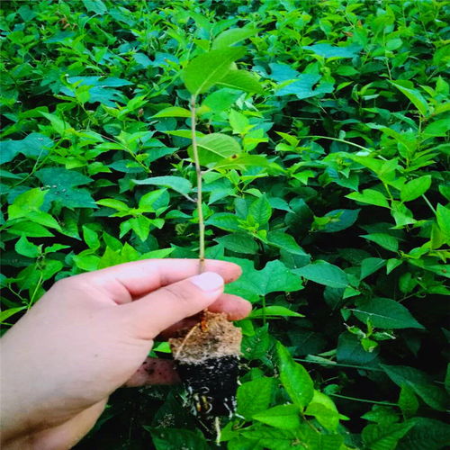 关于茶起伏的唯美句子