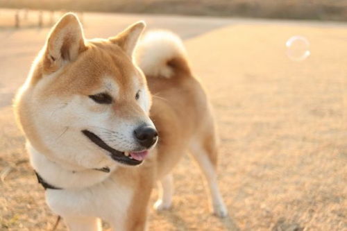 饲养柴犬的疑难解答大全 看完新手也可以养柴犬