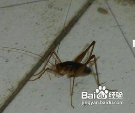 这个叫什么名字 不是蟑螂,不是蟋蟀,不是蚂蚱,请大神解答 